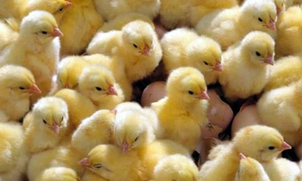 المنصورة للكتاكيت: خروج قطعان الأمهات والبياض سبب وصول سعر الكتكوت نحو 27 جنيه