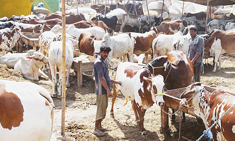 شعبة القصابين: 60% تراجع نسبة الأضاحي هذا العام بسبب ارتفاع أسعار اللحوم
