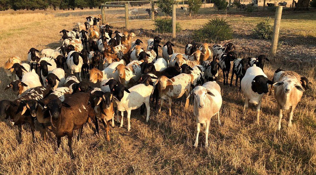 وزيرة التجارة التونسية: الدولة غير قادرة على استيراد أغنام لعيد الأضحى بسبب الوضع المالي الحرج
