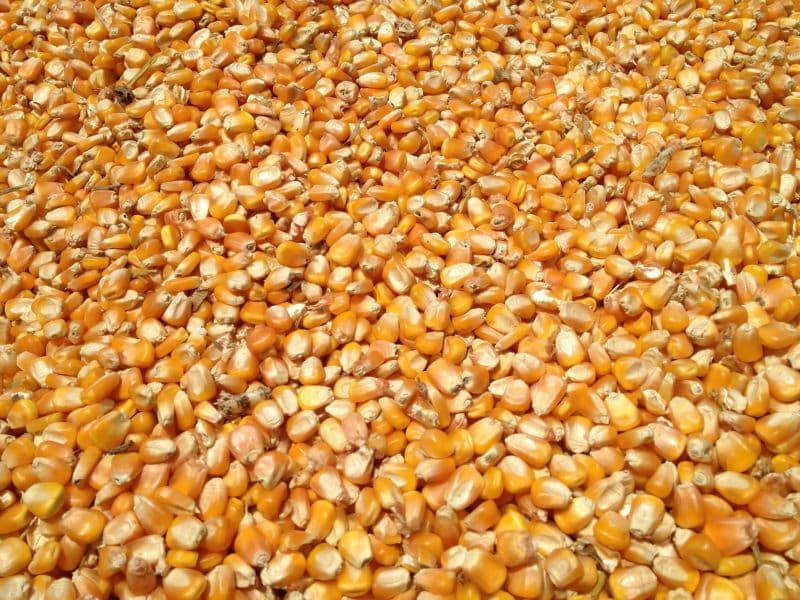 مبيعات الذرة