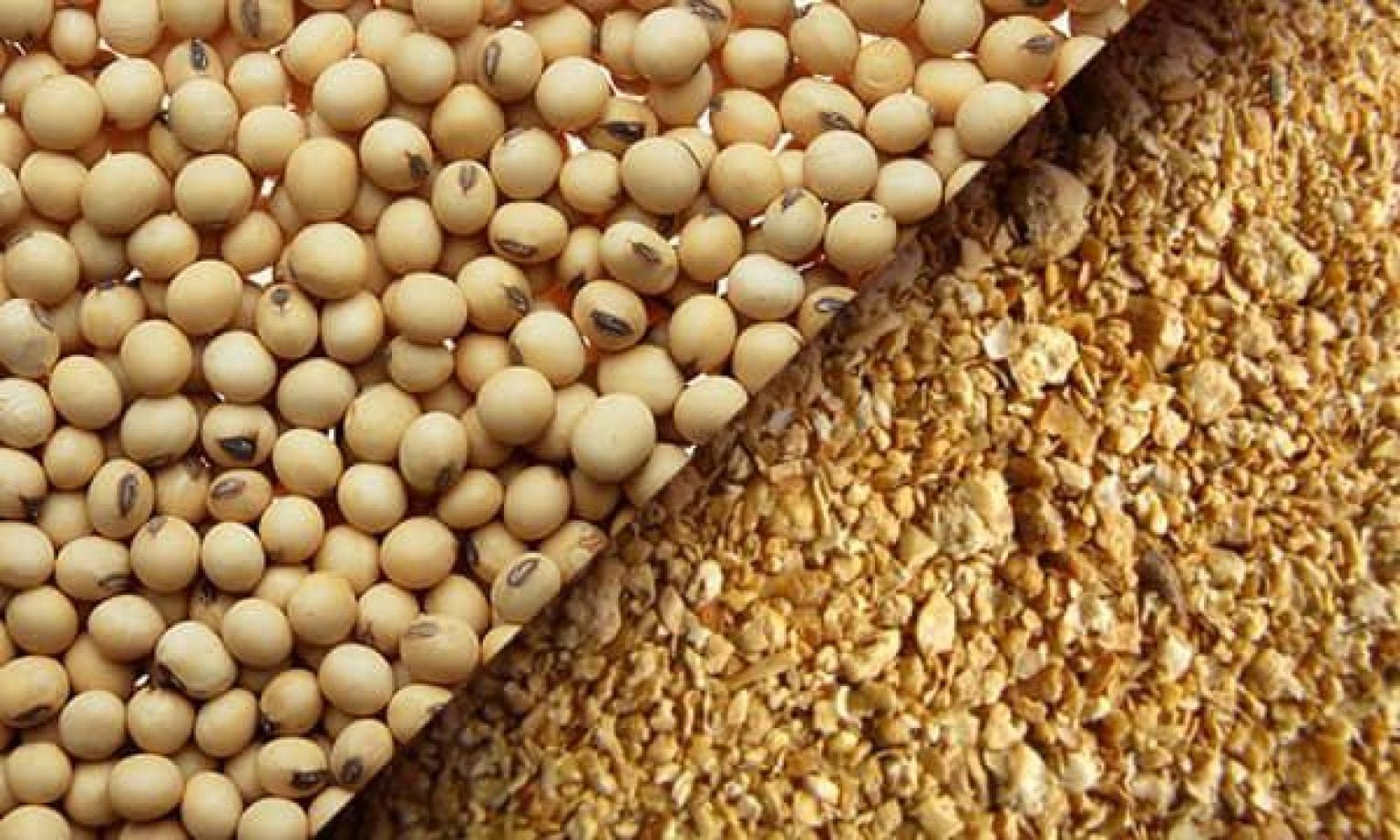 مبيعات كسب الصويا