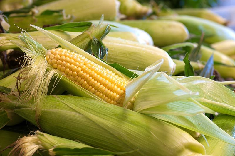 للمرة الثانية خلال أسبوع.. الصين تلغي شراء 233 ألف طن من الذرة الأمريكية