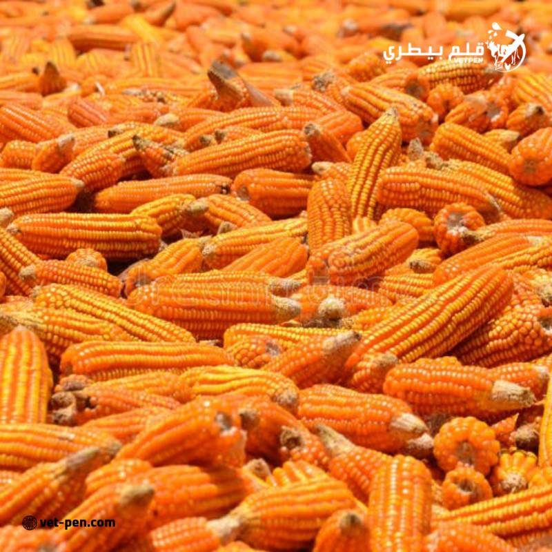 عمليات تفتيش الذرة الأسبوعية في الولايات المتحدة تسجل 521.118 طنًا