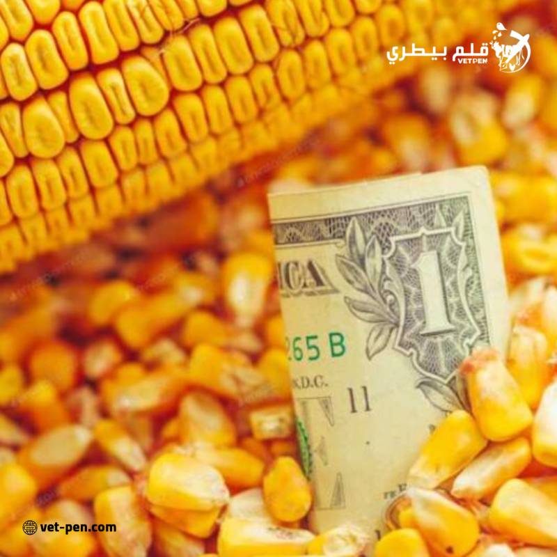 ارتفاع أسعار الذرة في الموانئ الأوكرانية