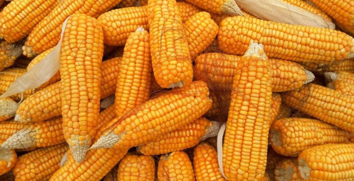 بورصة الحبوب| عقود الذرة تنخفض والخسائر محدودة بسبب انخفاض تصنيفات المحاصيل