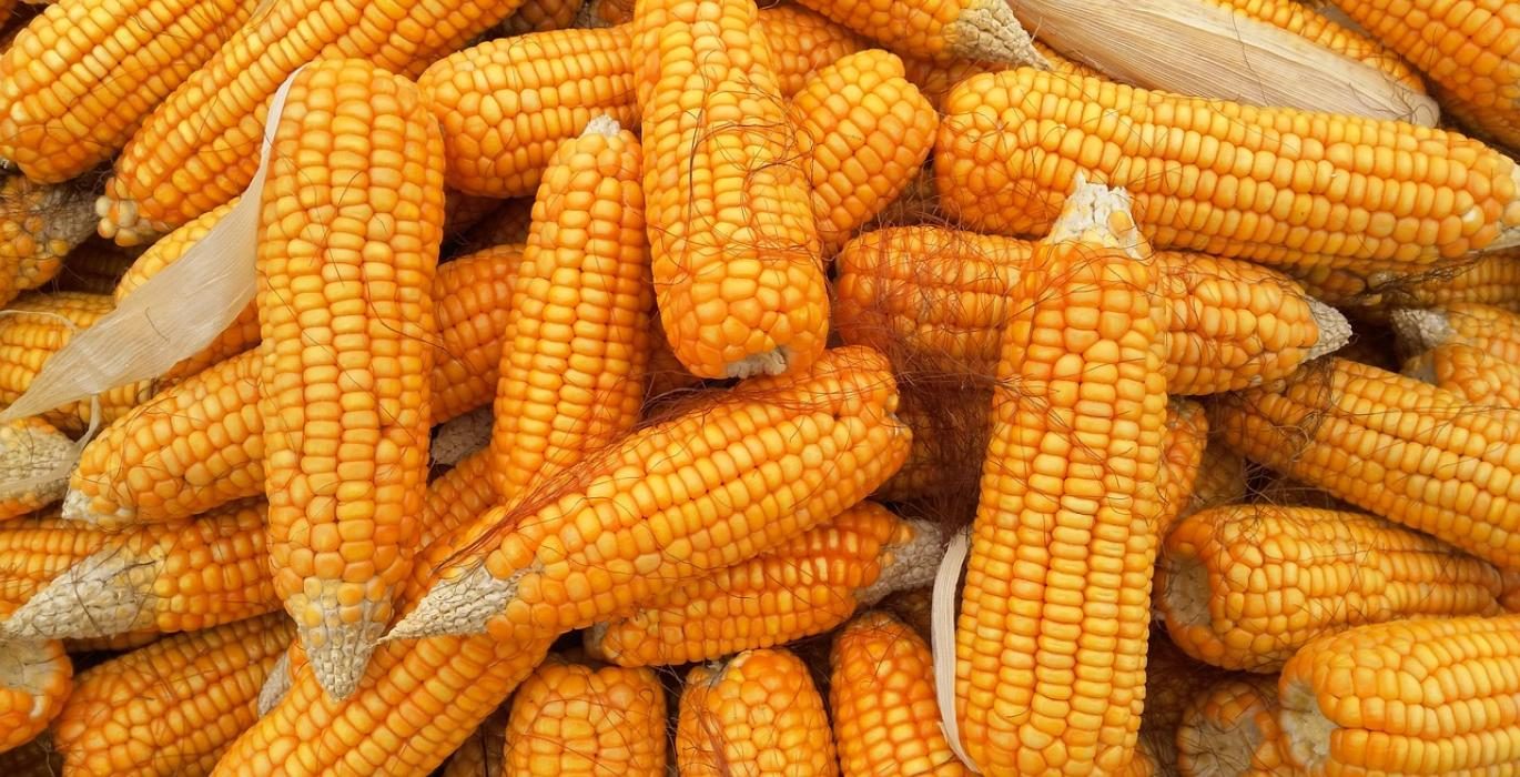 العقود الآجلة للذرة تفقد قوتها وتغلق آخر جلسات الأسبوع على خسائر