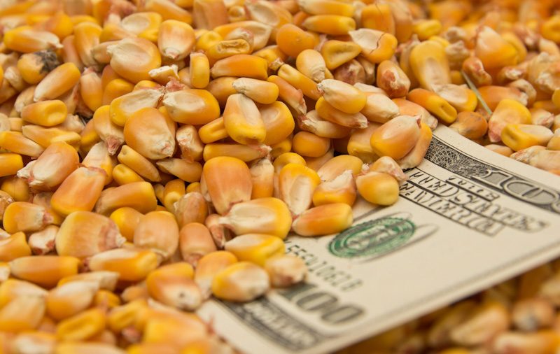 الفاو: أسعار الذرة العالمية ترتفع للشهر الثالث على التوالي في أغسطس مدفوعة بزيادة الطلب