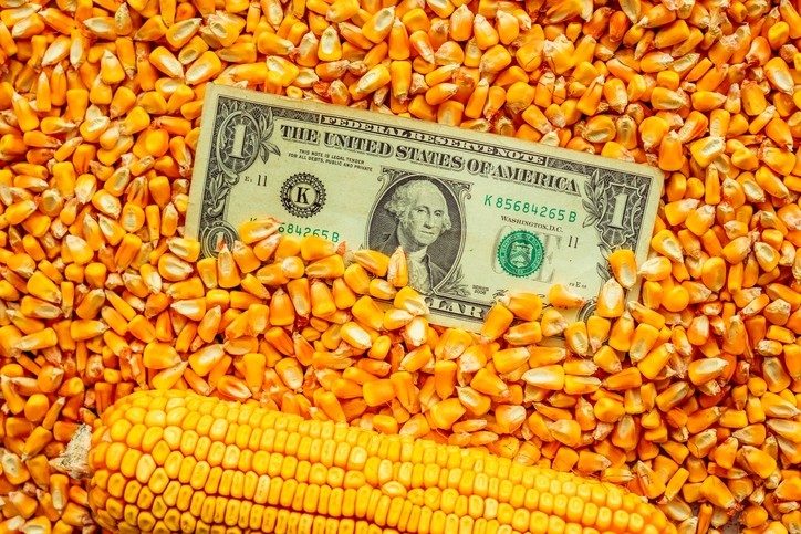 ارتفاع عمليات التفتيش الأسبوعية على الذرة في الولايات المتحدة إلى 947,418 طنًا