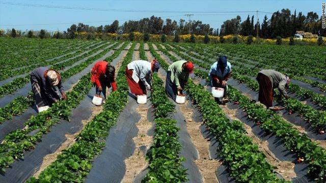 اليابان تطلق برنامج لدعم وتنمية إنتاج فول الصويا في غانا