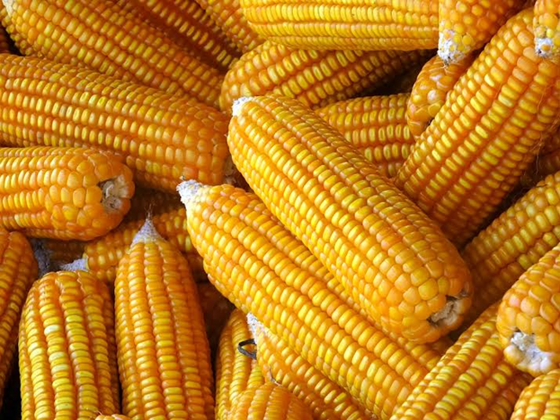 وزير التموين: استيراد 110 آلاف طن من الذرة الصفراء، مع بدء طرحها في بورصة السلع