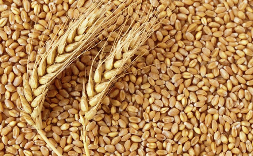 وزارة الزراعة الأمريكية ترفع توقعاتها لإنتاج القمح الأوكراني