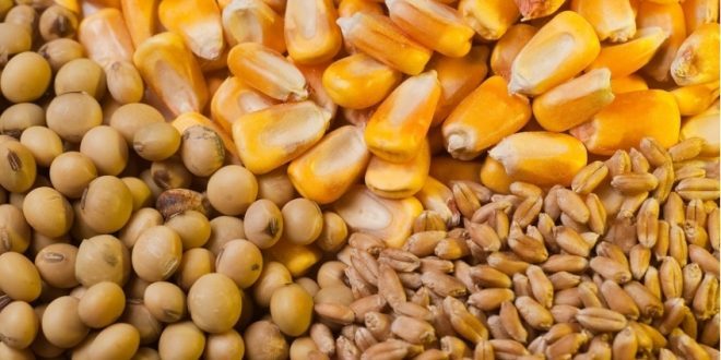 صادرات أوكرانيا من الحبوب ترتفع إلى 2.1 مليون طن في يناير