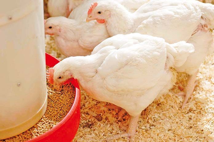 اتحاد منتجي الدواجن: 95%من مكونات طبق البيض وكيلو الدواجن أعلاف
