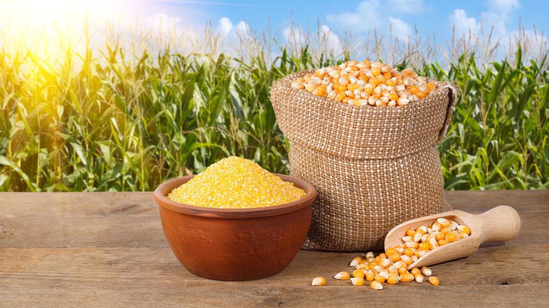إنتاج الذرة