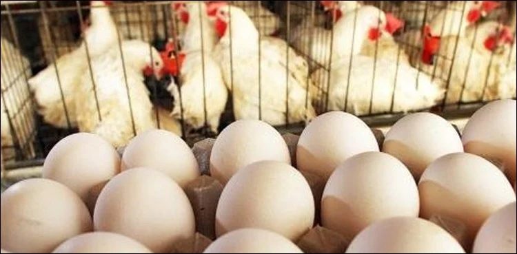 أسعار الدواجن والبيض والكتاكيت في بورصة السلع اليوم الثلاثاء