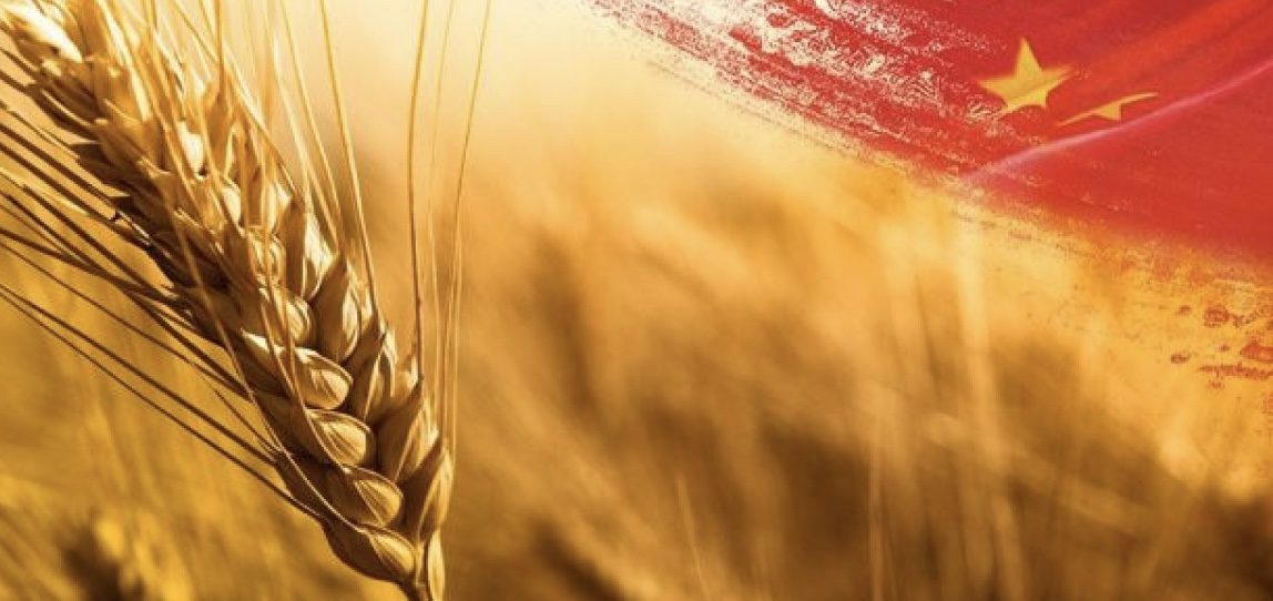إنتاج الحبوب