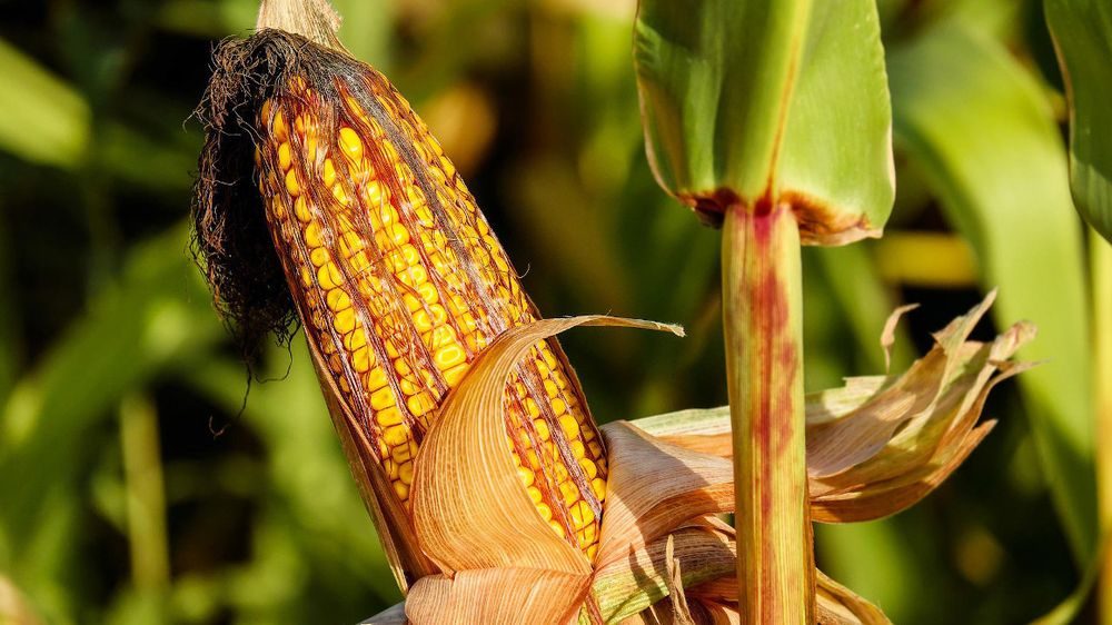 الأرجنتين تتوقع زيادة حادة في إنتاج الذرة للعام الزراعي 2025-2026