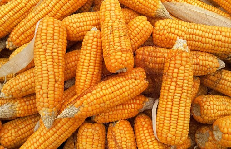 الذرة
