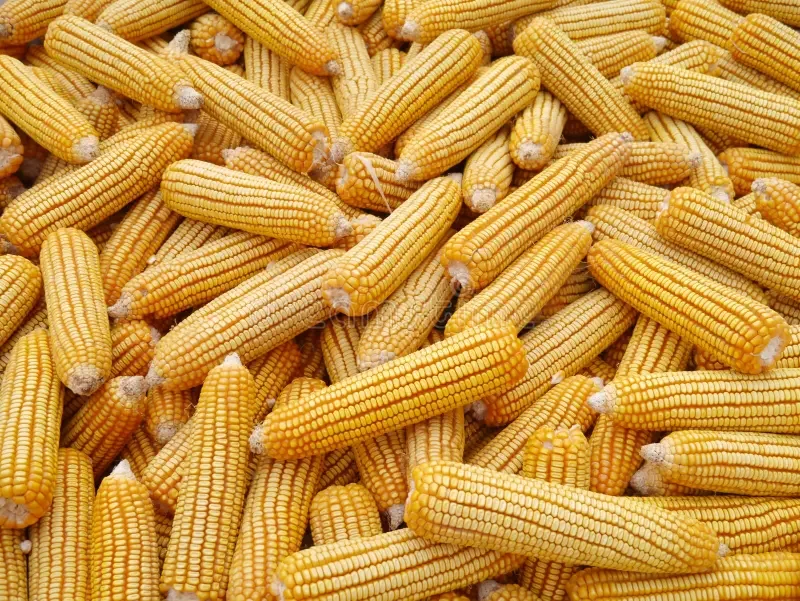أوكرانيا تصدر ما يقرب من 49 مليون طن من الحبوب منذ بداية الموسم