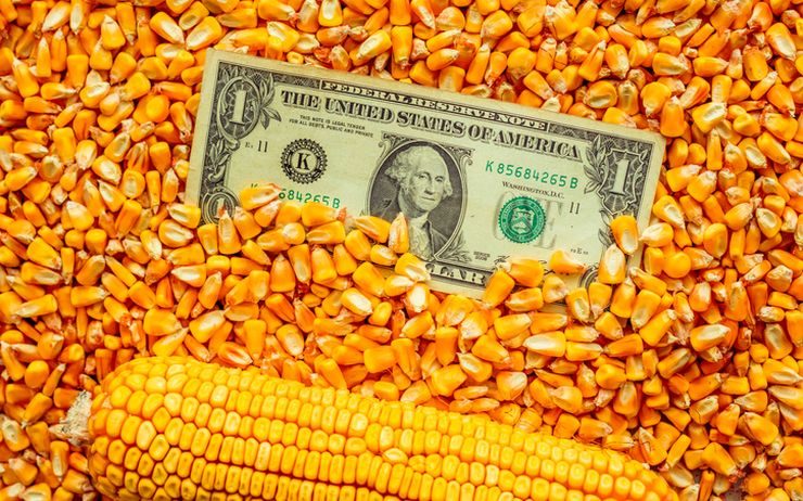 أسعار الذرة الأوكرانية تنخفض 15 دولاراً بالطن مع تعثر الطلب التركي