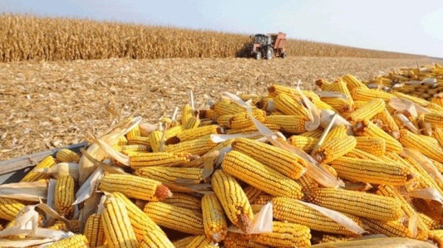 واردات فيتنام من الذرة تبلغ 702.74 مليون دولار أمريكي في الربع الأول لعام 2024