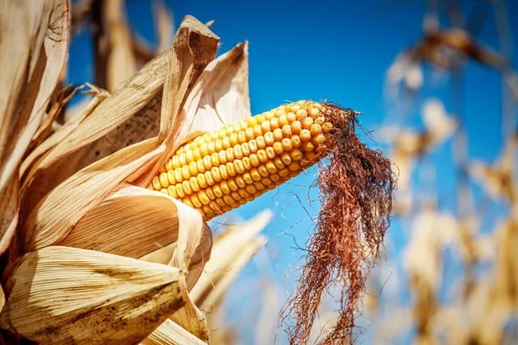 جمعية الحبوب الأوكرانية تتوقع إنتاج 29.26 مليون طن من الذرة في أوكرانيا
