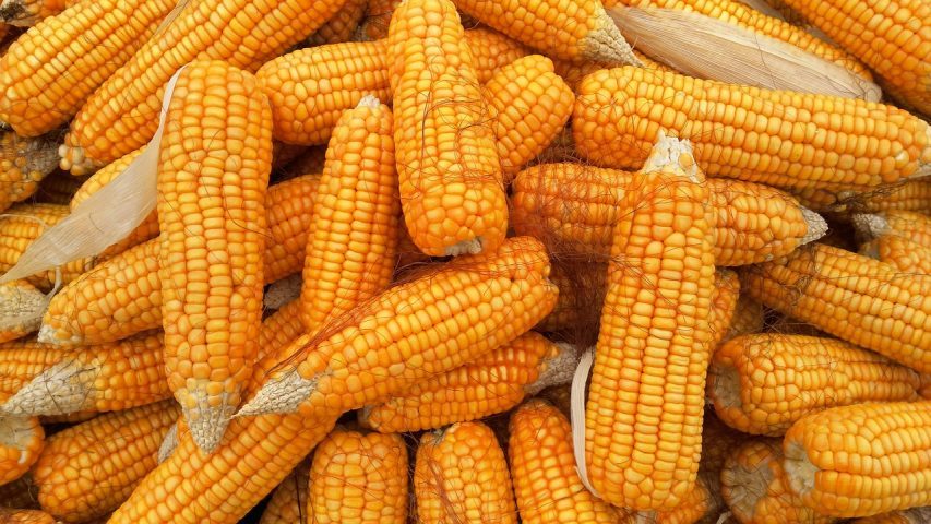 الزراعة توضح أهم أصناف الذرة الشامية المعتمدة
