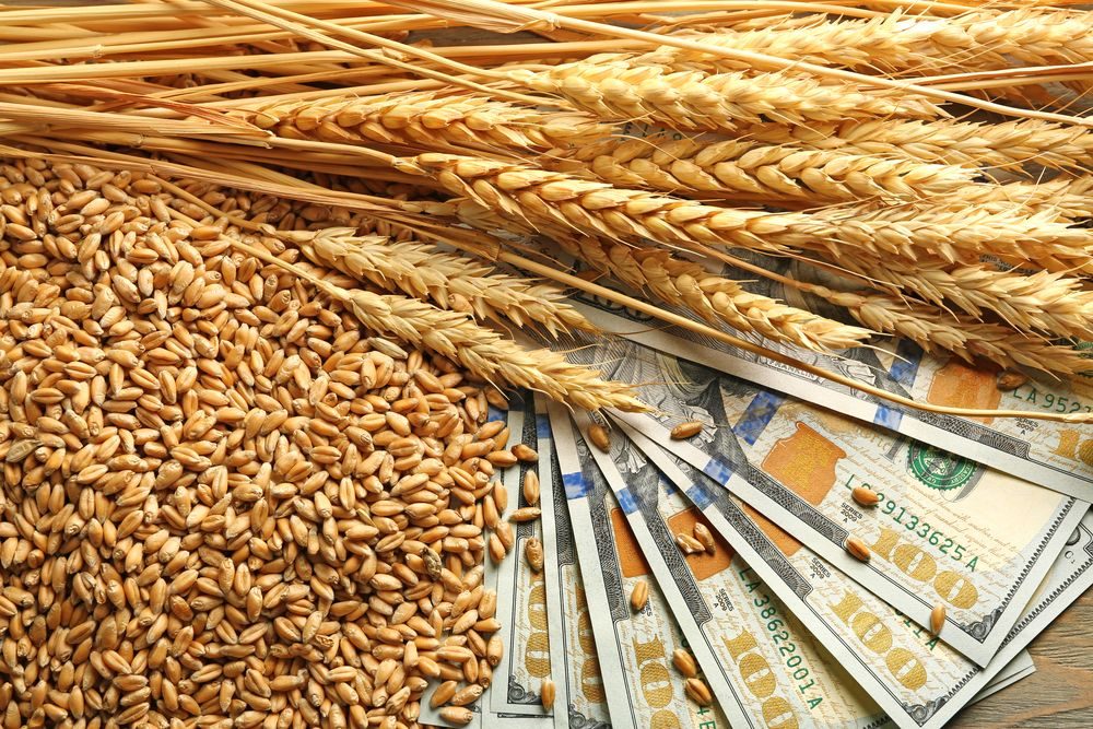 بورصة الحبوب| القمح يهبط في نهاية التداولات الأسبوعية مع ضغوط العرض العالمية