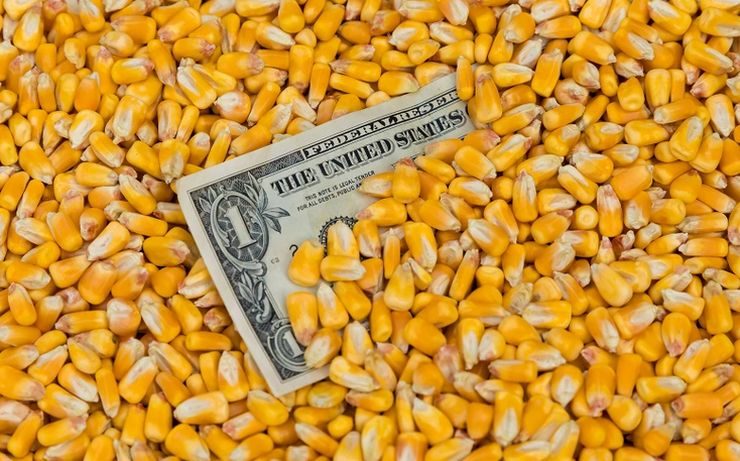 أسعار الذرة في أوكرانيا تصل إلى أكثر من 240 دولارا للطن.. وهو ما يتجاوز أسعار القمح الغذائي