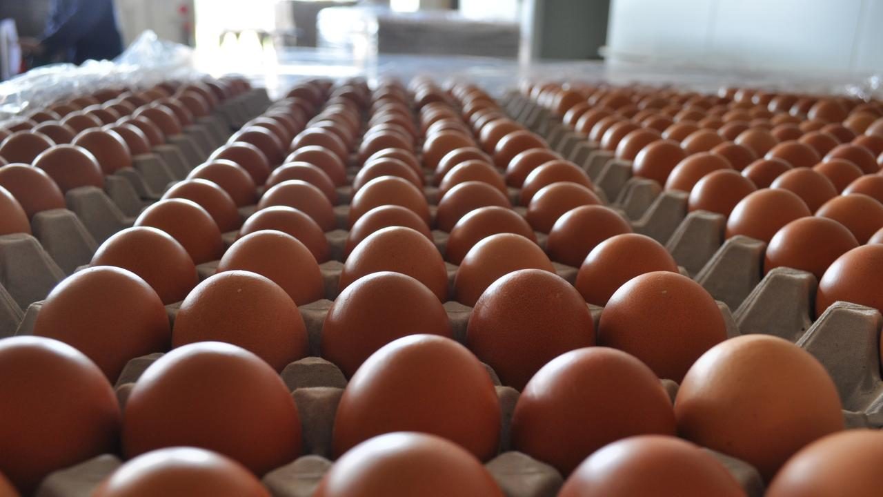 تركيا تصدر 15 ألف طن من البيض إلى الولايات المتحدة وسط الاضطرابات الناجمة عن أنفلونزا الطيور