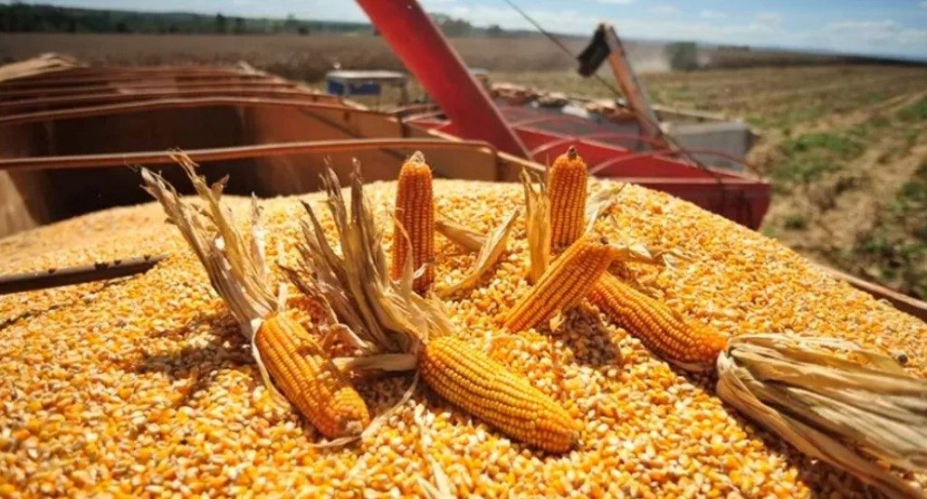 الانتهاء من حصاد 68.2% من محصول الذرة الثاني في البرازيل