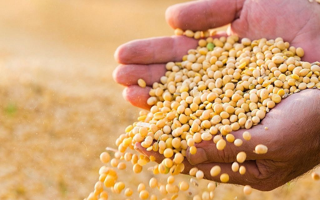 شحنات فول الصويا تتوقف من موانئ أوكرانيا بعد فرض رسوم بنسبة 10%