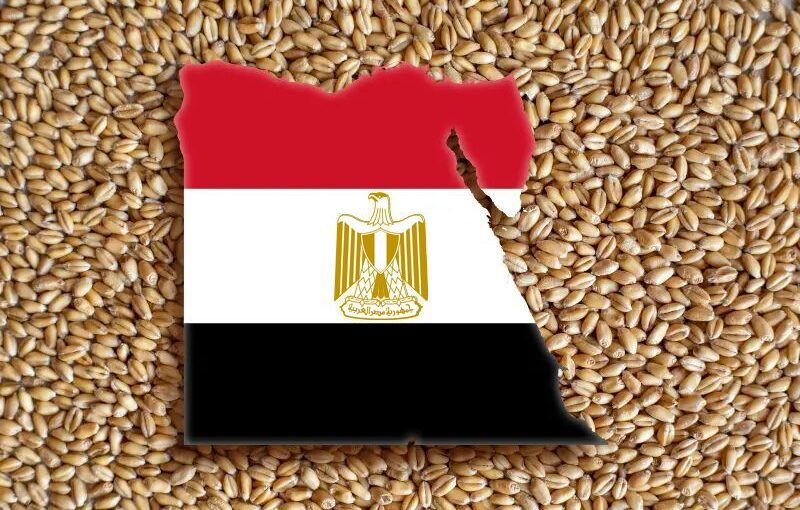 القمح