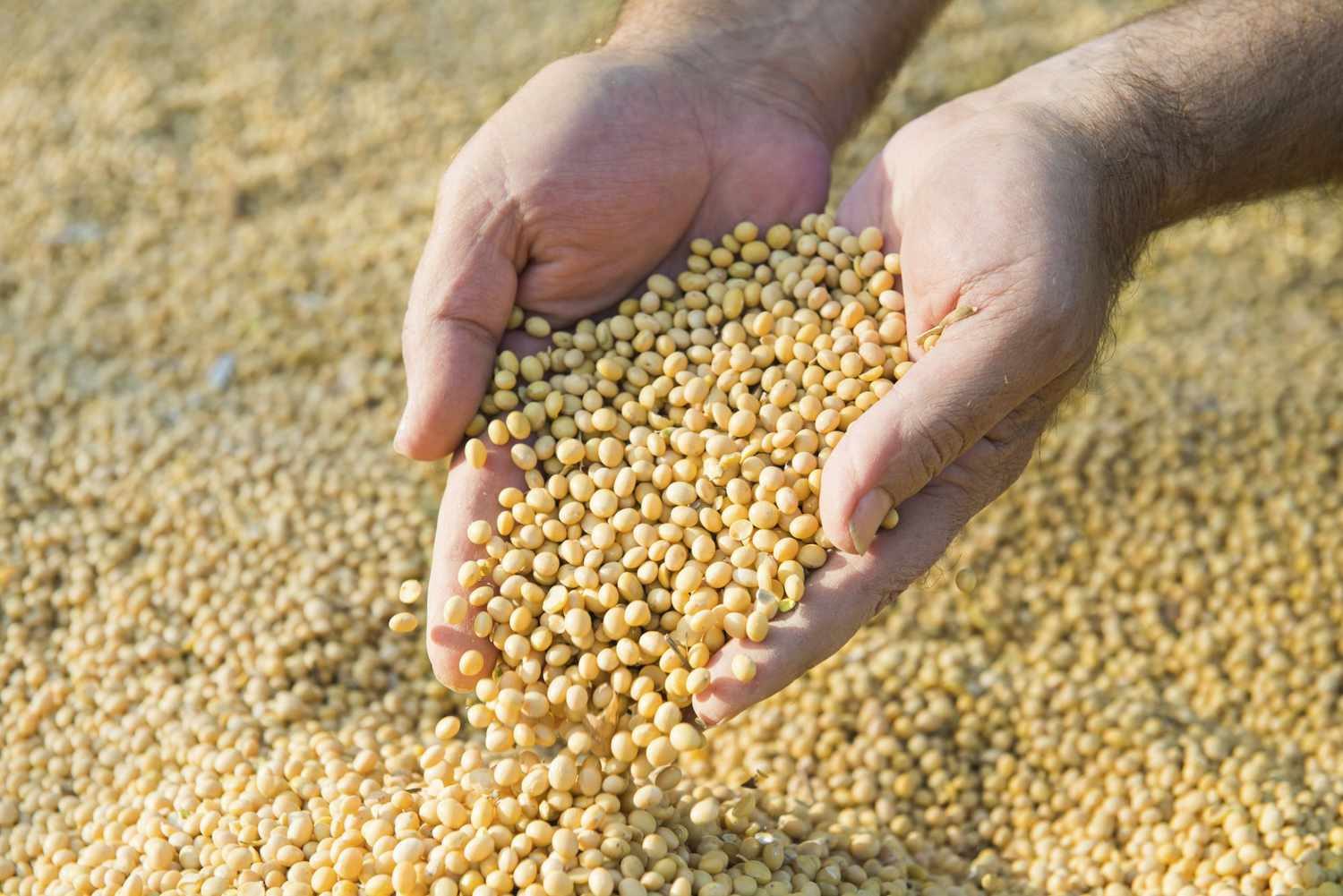 الولايات المتحدة تبيع 462,4 ألف طن من فول الصويا خلال الأسبوع.. ومصر بين أبرز المشترين