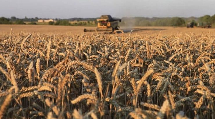 روسيا تحصد 84 مليون طن من القمح في عام 2025