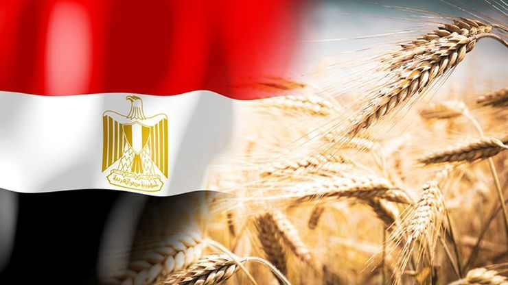 القمح