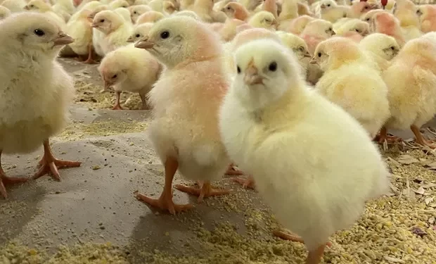 عن سوق الكتاكيت.. عبد السلام حجازي: ظهور بشاير جديدة لتحل محل القطعان بالأسواق