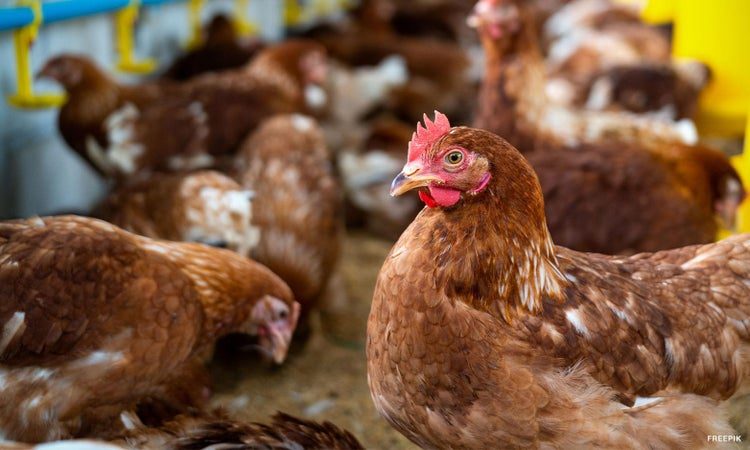 الفلبين تحظر استيراد الدواجن من اليابان بسبب تفشي أنفلونزا الطيور
