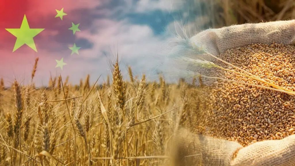 الصين تتوقع محصولا قياسيا من الحبوب في عام 2025