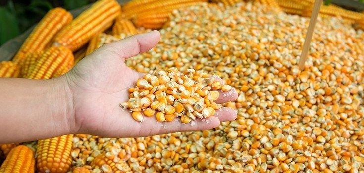 أوكرانيا تصدر أكثر من 49.7 مليون طن من الحبوب والبقوليات