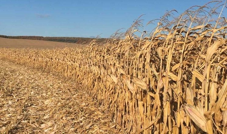 انخفاض المساحة المزروعة بالذرة في ألمانيا 4,2% في عام 2025