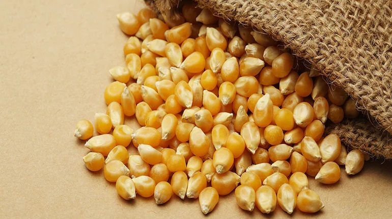 الصين تعزز وارداتها من الذرة بأكثر من 15% خلال أول شهرين من عام 2024