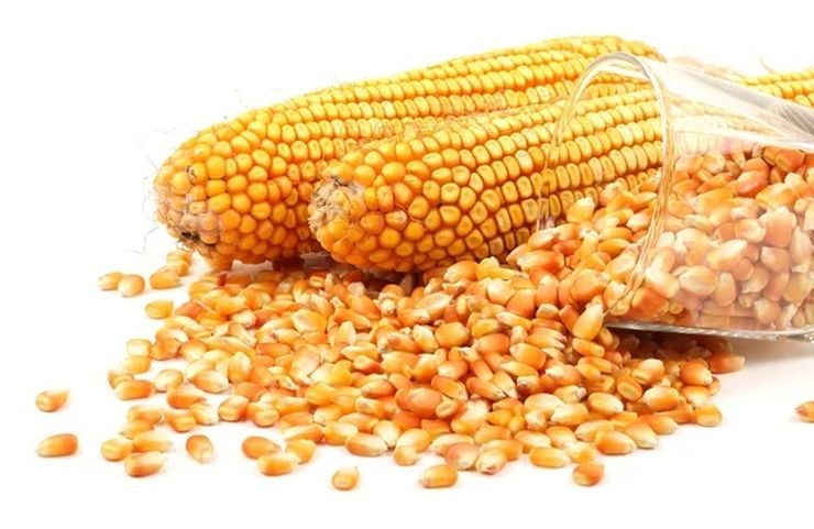 الذرة