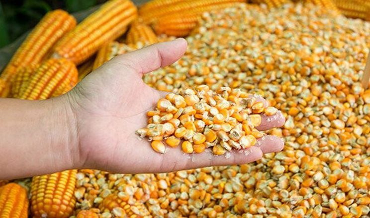 صادرات أوكرانيا من الذرة في سبتمبر أقل بعشر مرات من العام الماضي