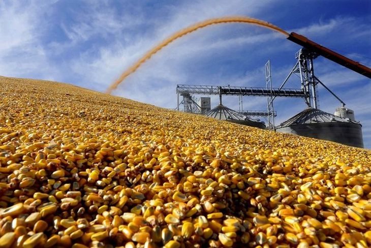 الزراعة الأمريكية تعلن بيع 242.870 طن من الذرة إلى المكسيك وكوريا الجنوبية