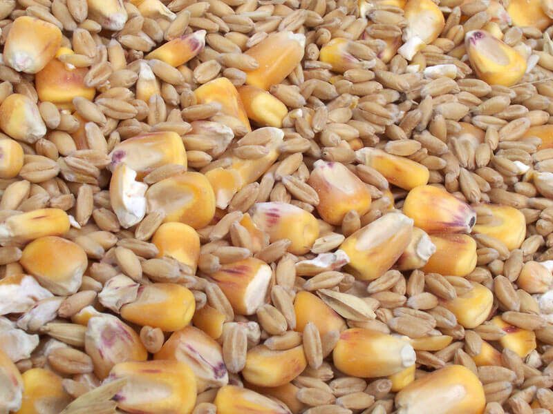”سوفإيكون“ ترفع توقعاتها لمحصول القمح الروسي وتخفض الذرة في نوفمبر