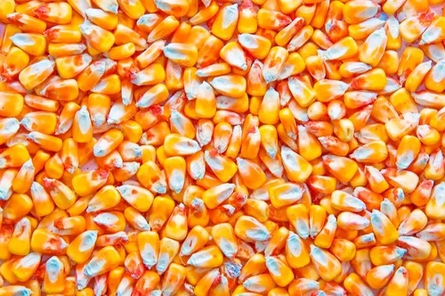 كوريا الجنوبية تشتري 199 ألف طن من في مناقصتين