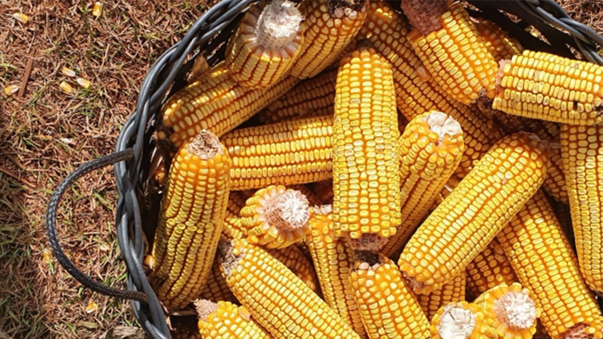 عقود الذرة