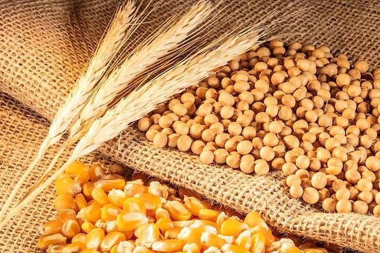 بورصة الحبوب| ارتفاع أسعار القمح والذرة وفول الصويا في ختام تداولات الأربعاء
