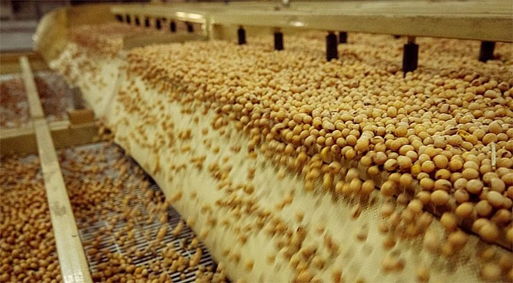 فول الصويا يتراجع بعد وصوله إلى أعلى مستوياته في 7 أسابيع